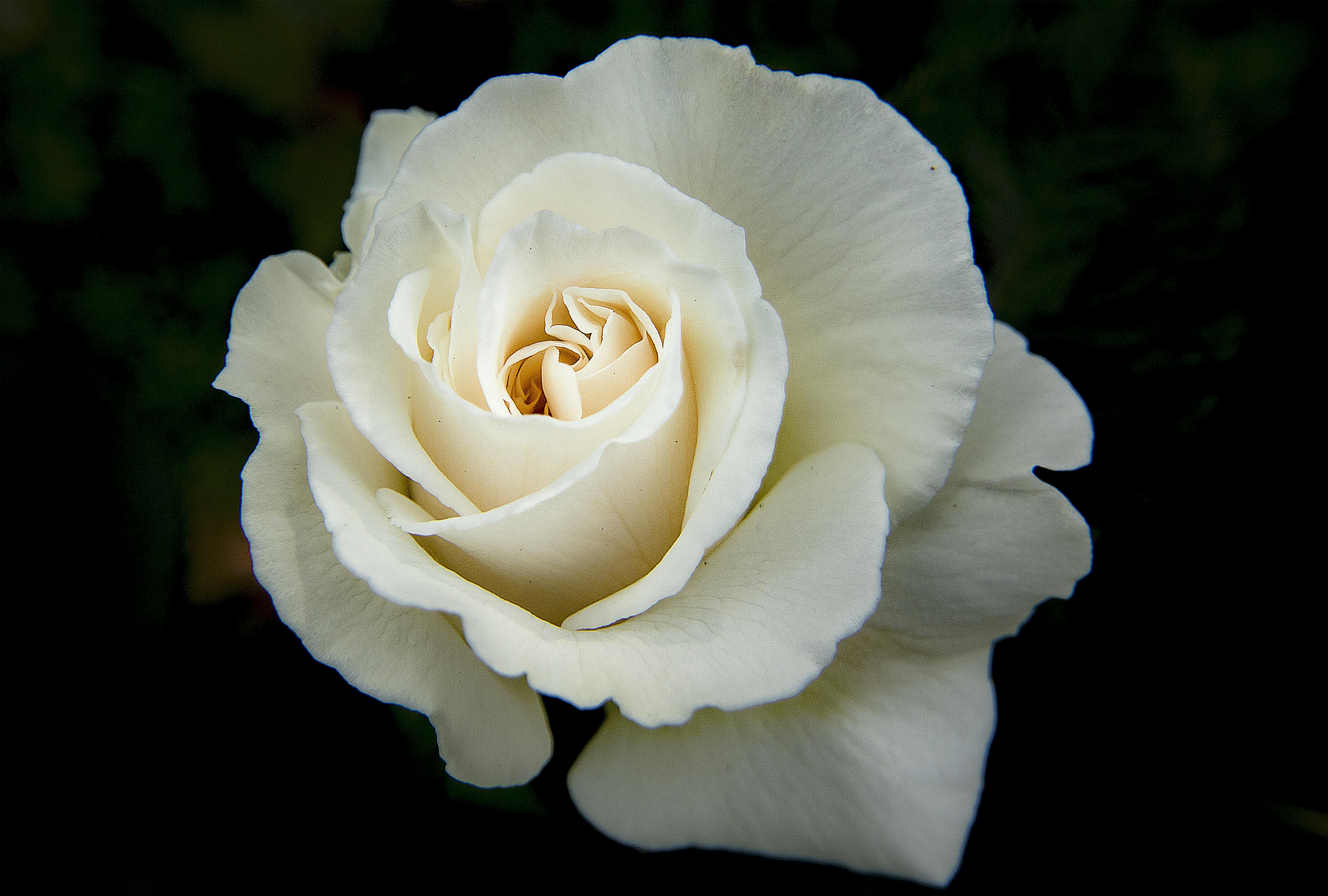 Memorial rose