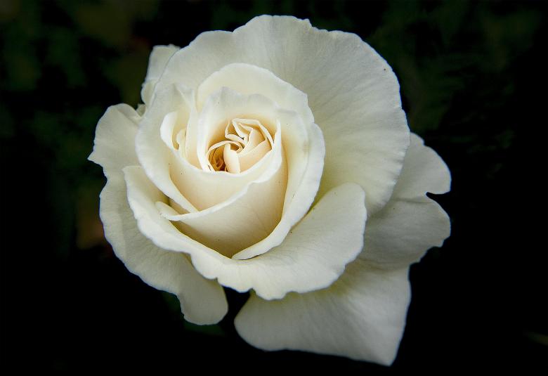 White rose