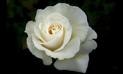 Memorial rose