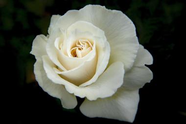 White rose